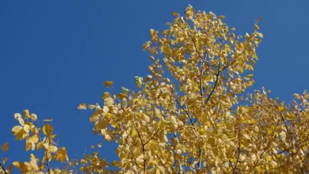 एक पेड़ पर पीले शरद ऋतु पत्तियों का एक पैटर्न जो हवा में झुकता है . — स्टॉक वीडियो