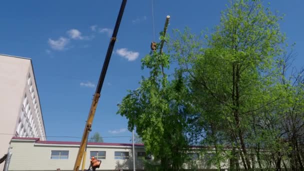 Ένας βιομηχανικός γερανός χαμηλώνει ένα μεγάλο κλαδί δέντρων το καλοκαίρι — Αρχείο Βίντεο