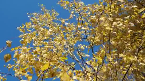 A pattern of yellow autumn leaves on a tree that sway in the wind. — 비디오