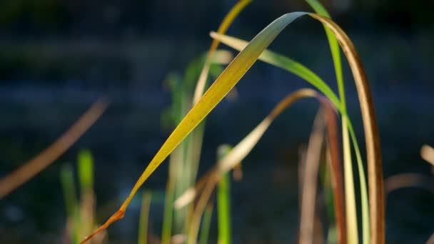 Gröna gräs spikelets växter utvecklas och svajar i vinden. — Stockvideo