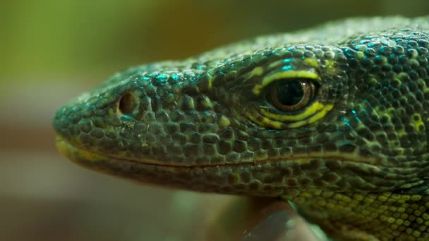 Primer plano verde de un lagarto en un zoológico . — Vídeos de Stock