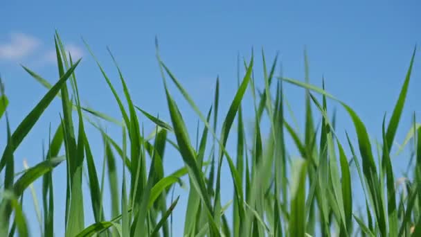 Gros plan pelouse d'herbe contre le ciel bleu dans l'après-midi .