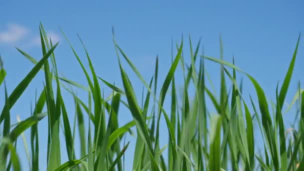 Gros plan pelouse d'herbe contre le ciel bleu dans l'après-midi . — Video