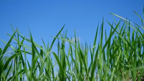 Close-up gras gazon tegen de blauwe lucht in de middag. — Stockvideo