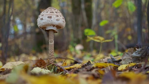 Днем в лесу растет белый гриб — стоковое видео