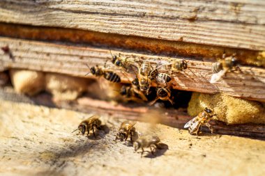 Bal arıları yazın bahçede toplanır.