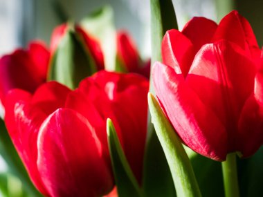 Kırmızı laleyi kapat.