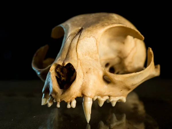 Cats skull on a dark background