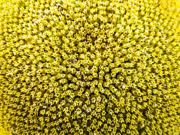 Sunflowers blossoms on the field at summer. — Stock Photo, Image