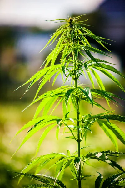 Esrar bitkisi, marihuana çalısı.