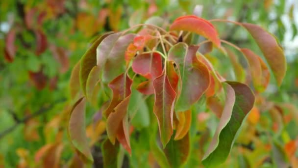 Φθινόπωρο μαραμένα χρωματιστά φύλλα αχλαδιού ρίγος στον άνεμο κατά τη διάρκεια της ημέρας. — Αρχείο Βίντεο