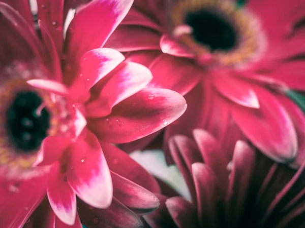 Yakın plan kırmızı gerbera çiçeği.