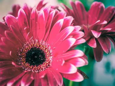 Yakın plan kırmızı gerbera çiçeği.