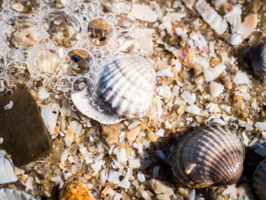 Sahilde deniz kabukları, kum ve kayalar