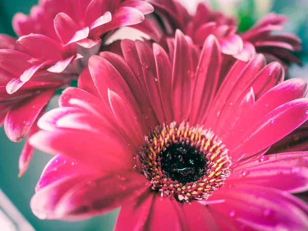 Yakın plan kırmızı gerbera çiçeği.