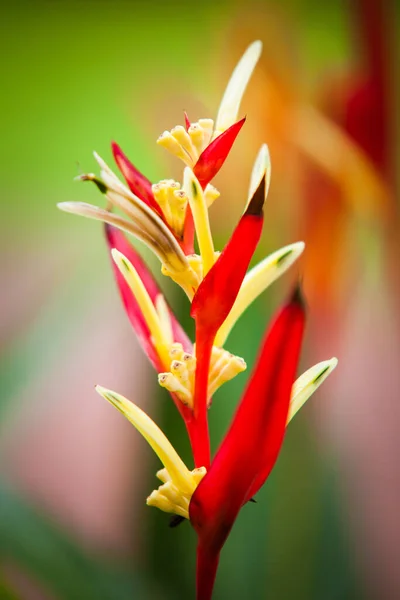 Çiçek açan yeşil yapraklı turuncu Heliconia çiçeği.