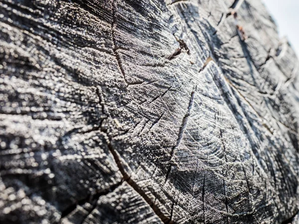 Slice of wood timber natural background. — Stock Photo, Image