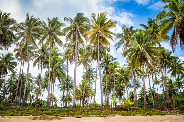 Palmy kokosowe na tle plaży Obrazek Stockowy