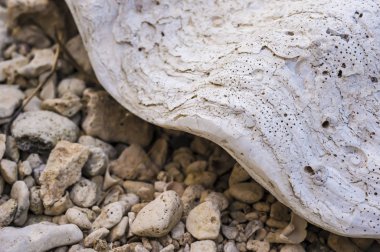 Büyük eski kabuk kayalık plaj