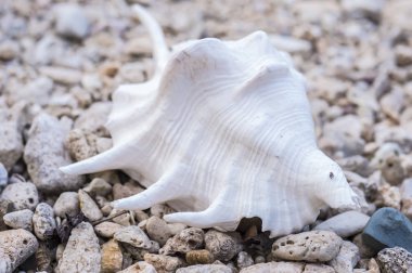 Seashell kayalık Şor üzerinde