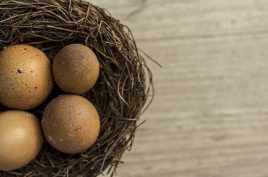 kuş yuva yumurta