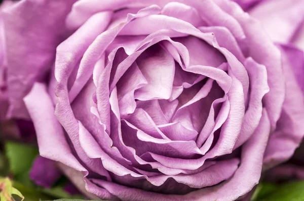 Rosa rosa floreciente — Foto de Stock