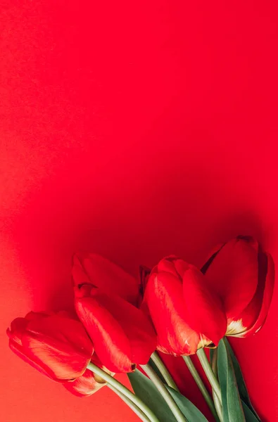 Real red spring tulip flowers on red background. Top view. Flat lay. Greetings card for Womens or Mothers Day.