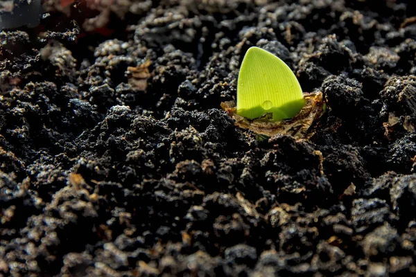 From the ground grows green sprout