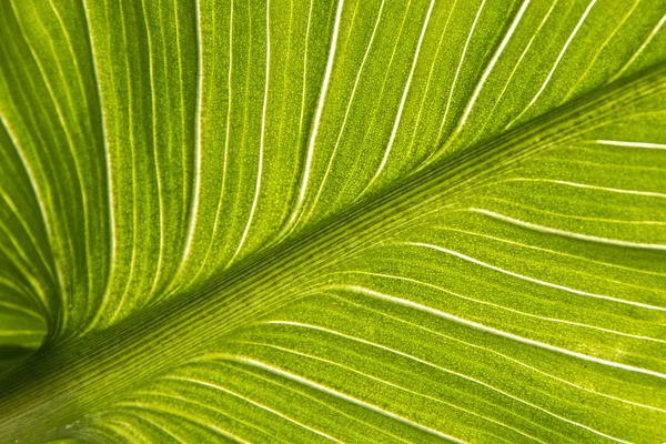 Лист тропічної квітки в приміщенні крупним планом — стокове фото