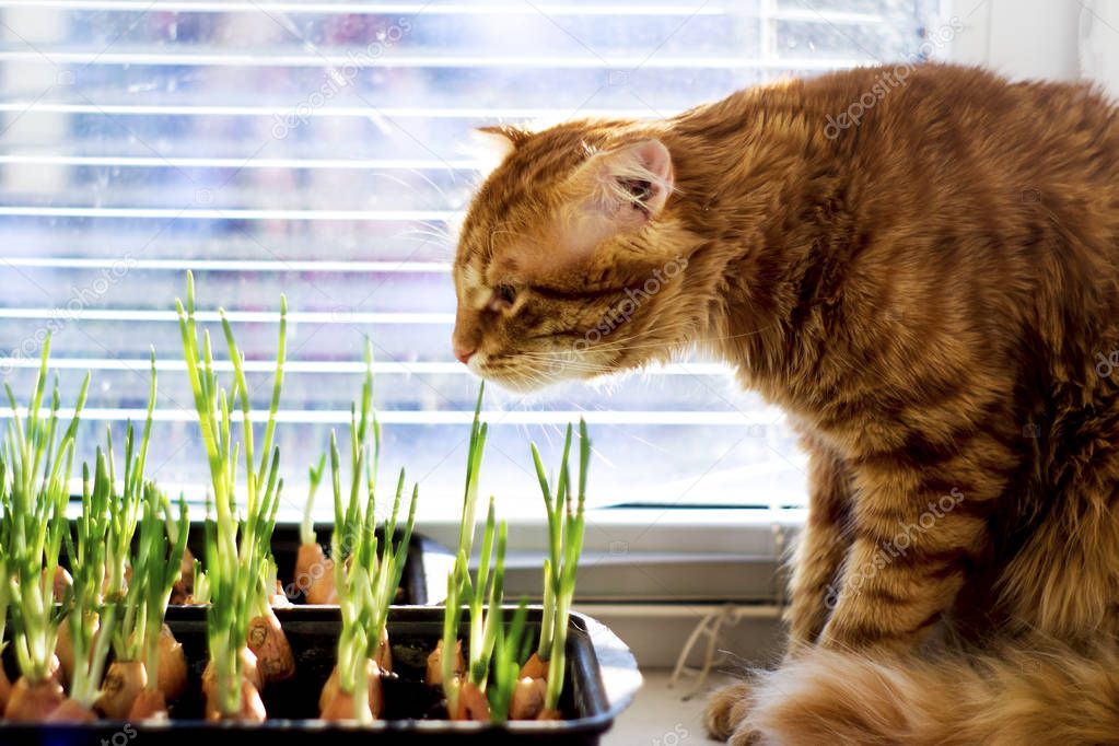 The red cat looks and sniffs the green onions of the young