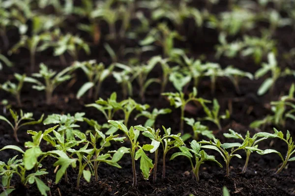 Tomatensetzlinge wachsen im Gewächshaus — Stockfoto