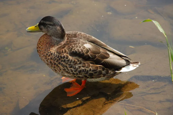 Canard sauvage à Wisla . — Photo