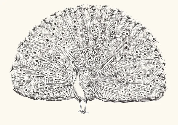 Raster ilustración de pavo real . —  Fotos de Stock