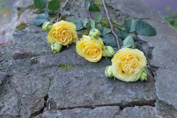 Tři žluté růže na šedém pozadí, přírodní motivy, kámen — Stock fotografie