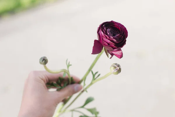 Jeden krásný fialový květ v ruce. — Stock fotografie