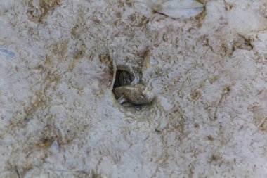 Zıpzıpı çamur bekliyor