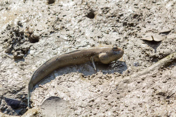 Mudskipper te wachten op de modder — Stockfoto