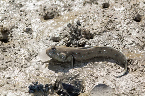 Mudskipper te wachten op de modder — Stockfoto