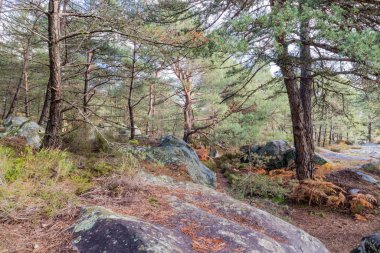 Fontainebleau Ormanı 'nda sonbahar boyunca doğa yürüyüşü
