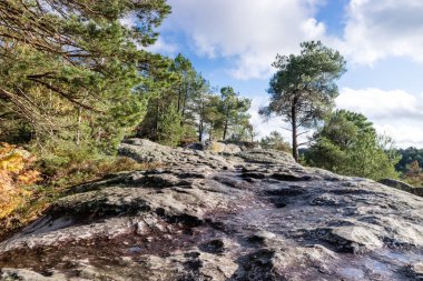 Fontainebleau Ormanı 'nda sonbahar boyunca doğa yürüyüşü