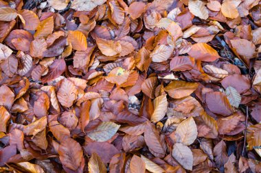 Fontainebleau Ormanı 'nda sonbahar boyunca doğa yürüyüşü