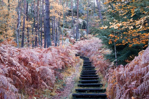 Naturaleza caminando durante el otoño en el Bosque de Fontainebleau — Foto de Stock