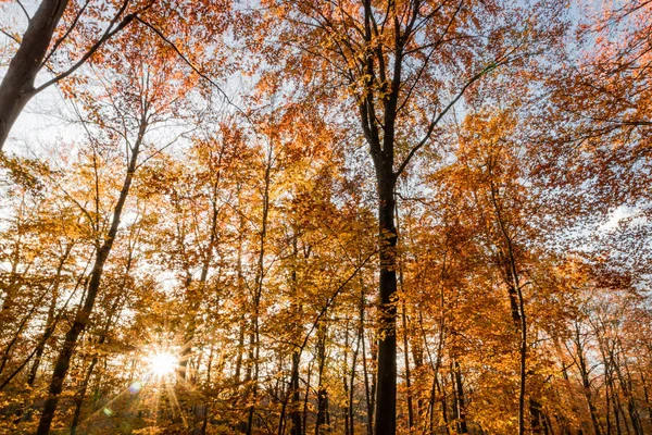 Naturaleza caminando durante el otoño en el Bosque de Fontainebleau — Foto de Stock