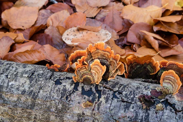 秋天在枫丹白露森林散步的大自然 — 图库照片