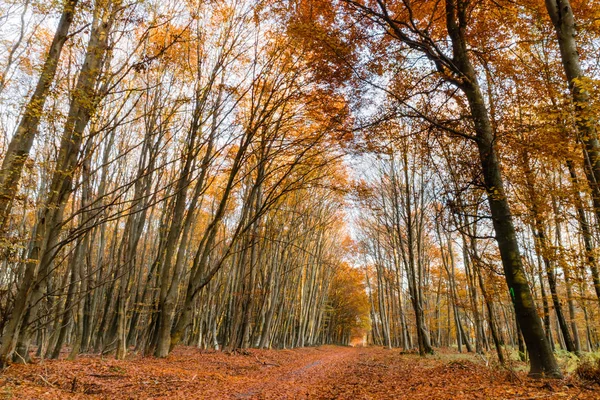 Naturaleza caminando durante el otoño en el Bosque de Fontainebleau — Foto de Stock