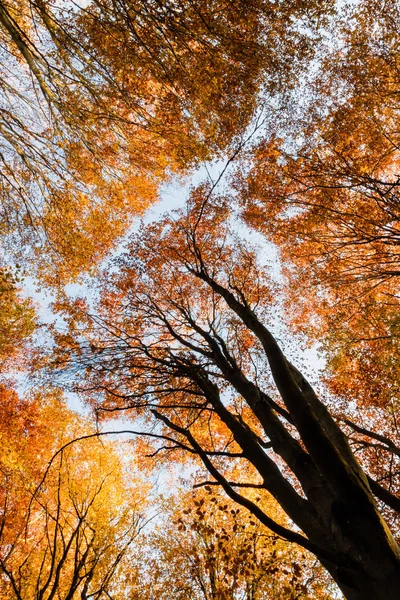Naturaleza caminando durante el otoño en el Bosque de Fontainebleau — Foto de Stock