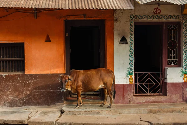 cow against beautiful facade of antique colorful building in Asia