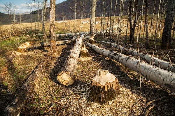 Kmeny Stromů Bobři Žvýkání Jarní Les — Stock fotografie