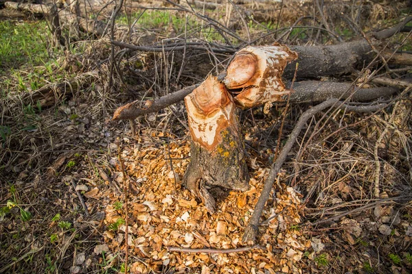 Trunks Trees Beavers Chewed Spring Forest — Stock Photo, Image