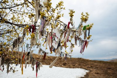 ağaca bağlı şeritler, eski halk rite dağlarda çiçek açan dalları